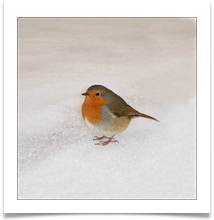 robin - Alan Taylor.